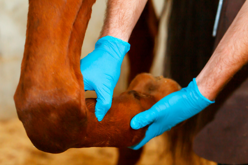 Veterinarian examining horse leg tendons.