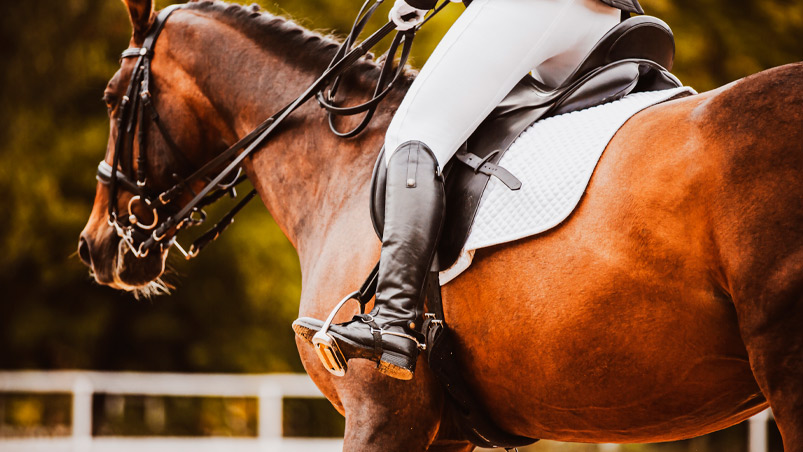 How Equine Shockwave Machines Prepare Horses for Spring Racing Season