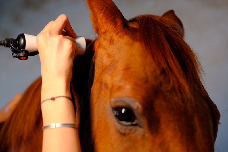 Laser treatment of thoroughbred horses